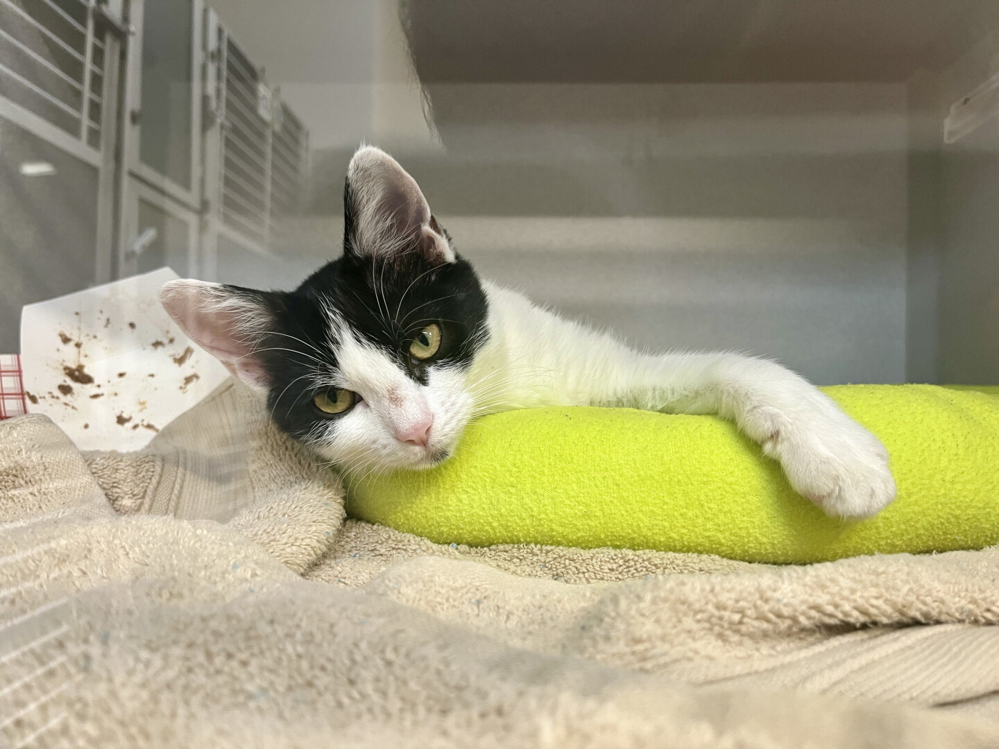 A cat lays in its bed at the Santee Animal Shelter, Oct. 15, 2026.