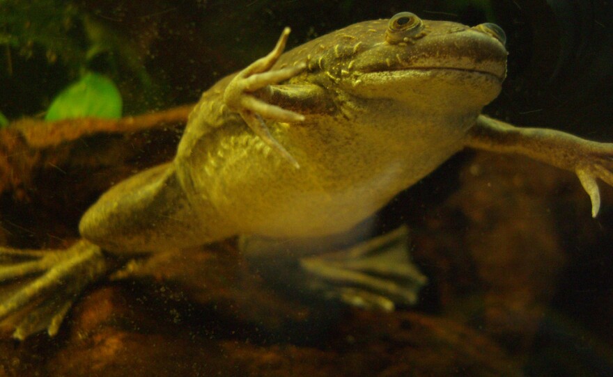 The African clawed frog, imported around the world in the early 20th century for use in pregnancy tests, is now spreading a deadly fungus that's decimating amphibians. 