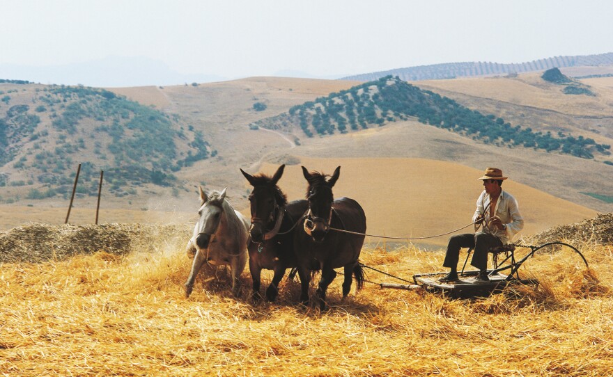 A horse and mules thresh wheat in Spain. The World Organisation for Animal Health has adopted the first set of global standards to ensure equine welfare.