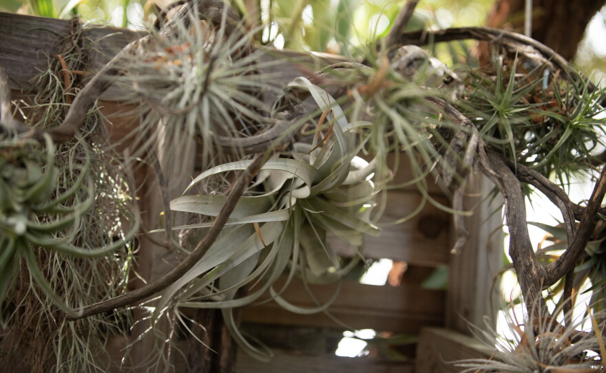 "Air plants" are shown in the garden of Carol Kent's Clairemont home on May 28, 2026.