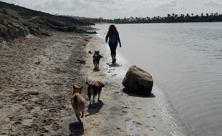 Dogs run in the off-leash area on Fiesta Island in San Diego, Calif.