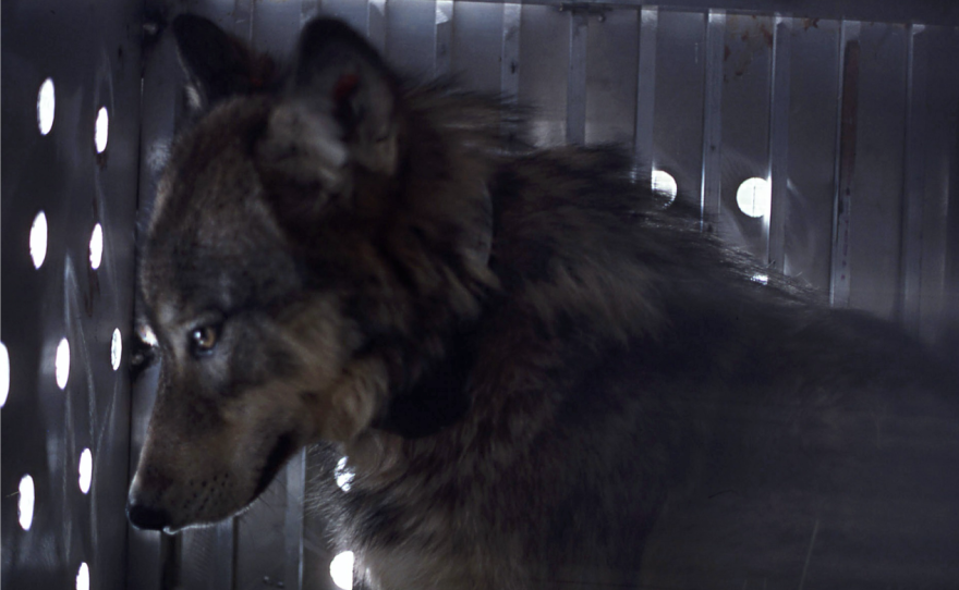 Yellowstone National Park research teams have captured and collared more than 500 wolves. That data informs the park's 27-year study on what, when and where wolves are eating.