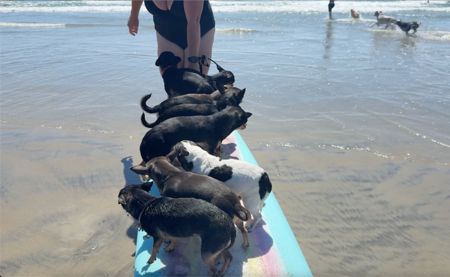 Ken takes us on a loving visit to the romping canines of Dog Beach