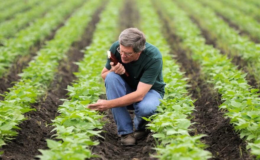 Steve Beebe, leader of CIAT's Bean Program, in a field of experimental bush beans at CIAT's headquarters in Colombia.