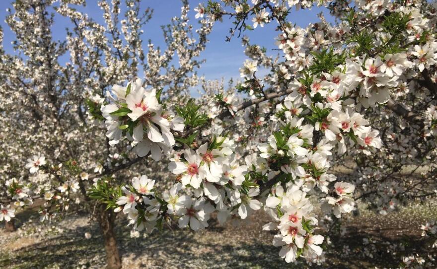 Ben Barra guesses there are a couple of thousand acres of the Independence almond variety in California. He says there is a growing waiting list for new sprigs of the tree.