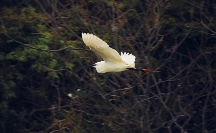 A snowy egret flies by a nesting area in Ocean City.