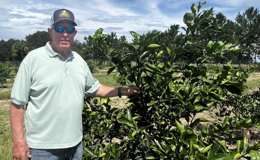 Ron English shows off citrus trees planted with the CarriCea T1 rootstock at Soilcea's test field in Thonotosassa, Fla.