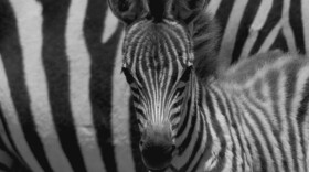 "Punda The Zebra" follows a zebra foal from its birth to the end of the annual great migration, one of the longest land migrations of the animal kingdom. Along the way, much is discovered about this mysterious animal as Punda (pictured) learns the skills he needs to survive alongside the many other amazing creatures in the African savannah. 