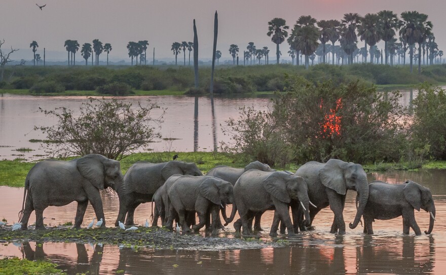 A small breeding herd of elephants moves across a channel leading to the Rufiji River as the sun sets.