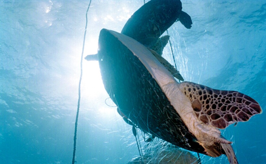 A ghost net, entangling 17 deceased sea turtles, was discovered days after a storm off the coast of Bahia, Brazil.