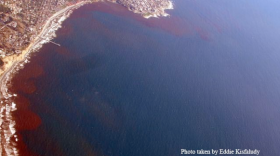 Bioluminescence has been affecting coastal waters in San Diego.