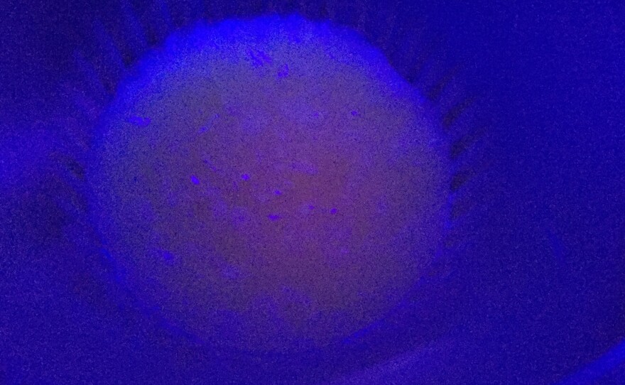 The glowing pearl pudding under a UV light glows yellow with yellow honey.