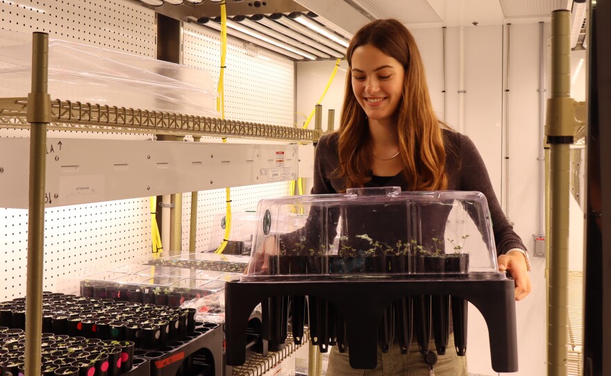 Kelly Semtner holds plant samples at the Salk Institute on Wednesday, Aug. 6, 2025.