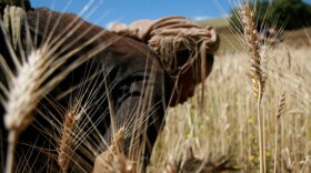 A woman working in the fields. Shot in Ethiopia, New York and Kenya, the film explores the modern world's untenable sense of separation from and superiority over nature and how the interconnected worldview of the Gamo people is fundamental in achieving long-term sustainability, both in the region and beyond.