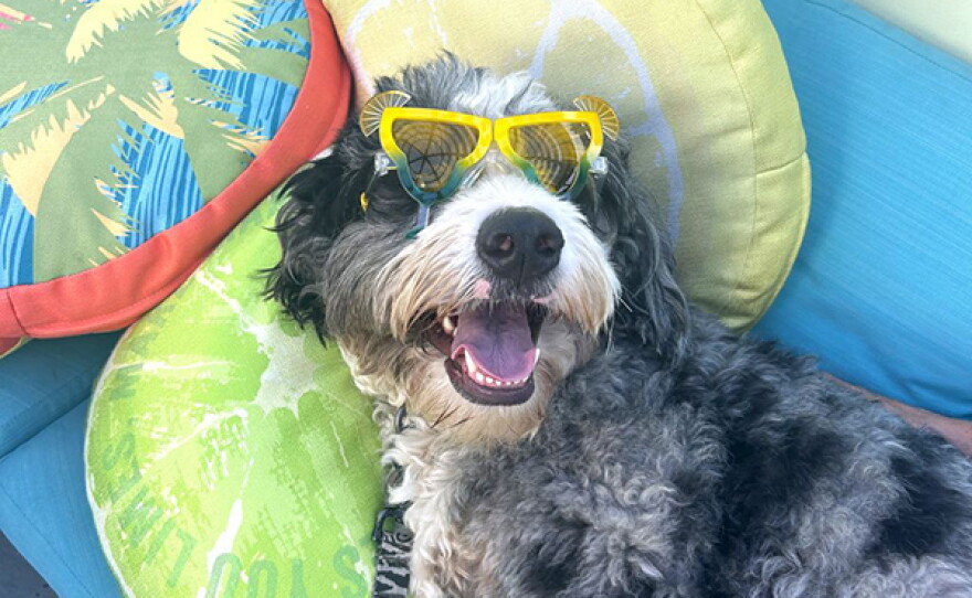 Yappy Hours