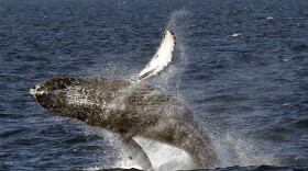 A humpback whale breaches off the Long Beach Coast during a whale watching trip on The Harbor Breeze Cruises Triumphant in Long Beach, July 11, 2015. 