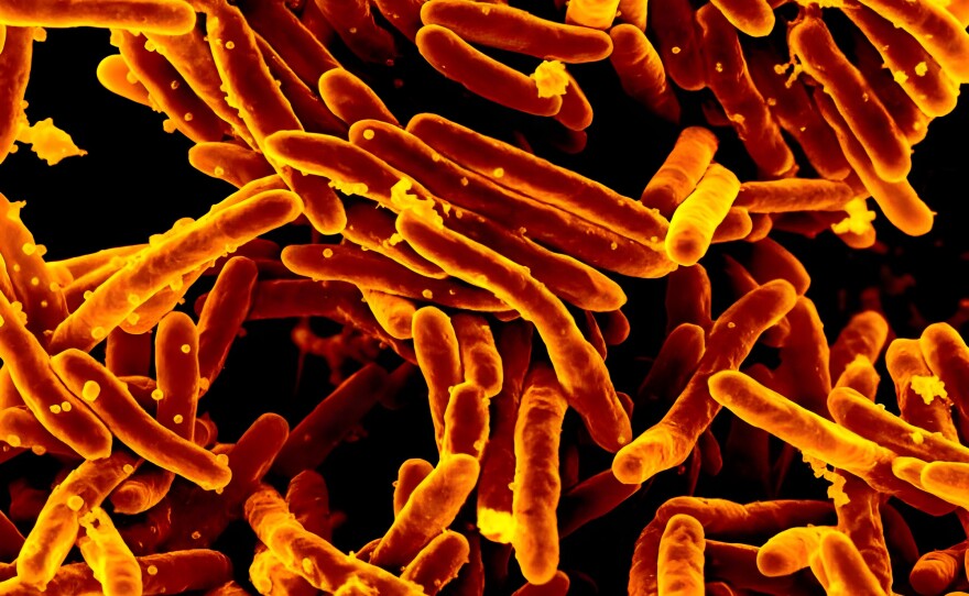 A scanning electron micrograph of Mycobacterium tuberculosis bacteria, which cause TB.