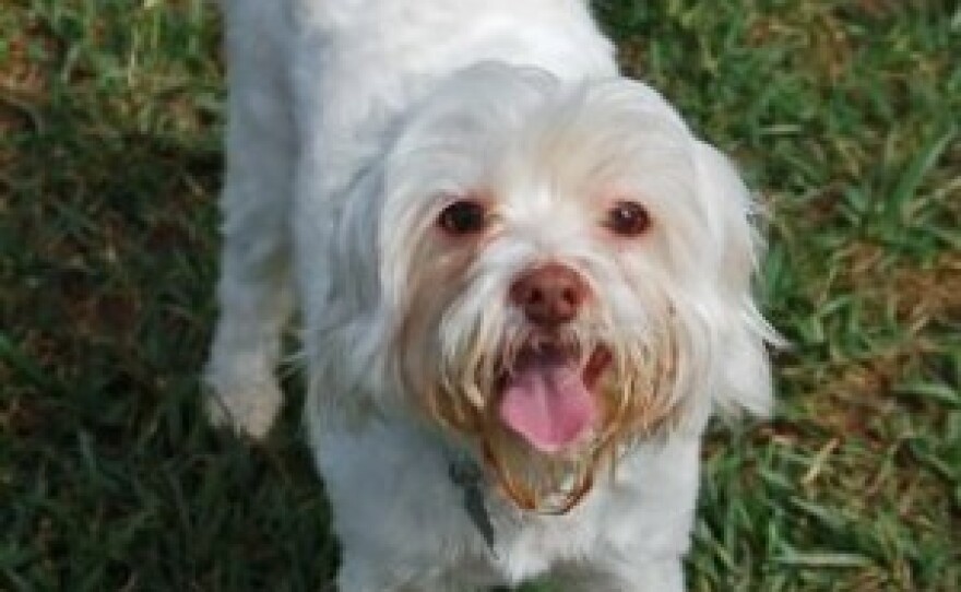 Adoptable Dog at RCHS