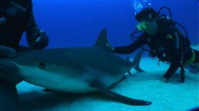 Host David Pogue swims with sharks to get a close look at their skin. Sharkskin has inspired a substance that, when sprayed in hospitals, could eliminate antibiotic-resistant bacteria.