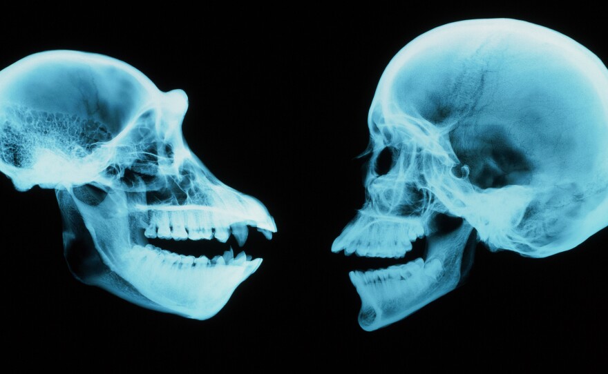 A chimpanzee skull, at left, and a human skull. Scientists are probing why our brains evolved so differently despite many similarities.