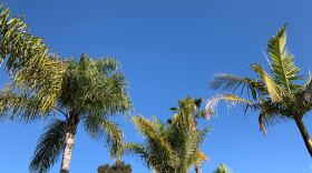 A clear, blue sky hovers over palm trees after a heavy rain, March 27, 2020.