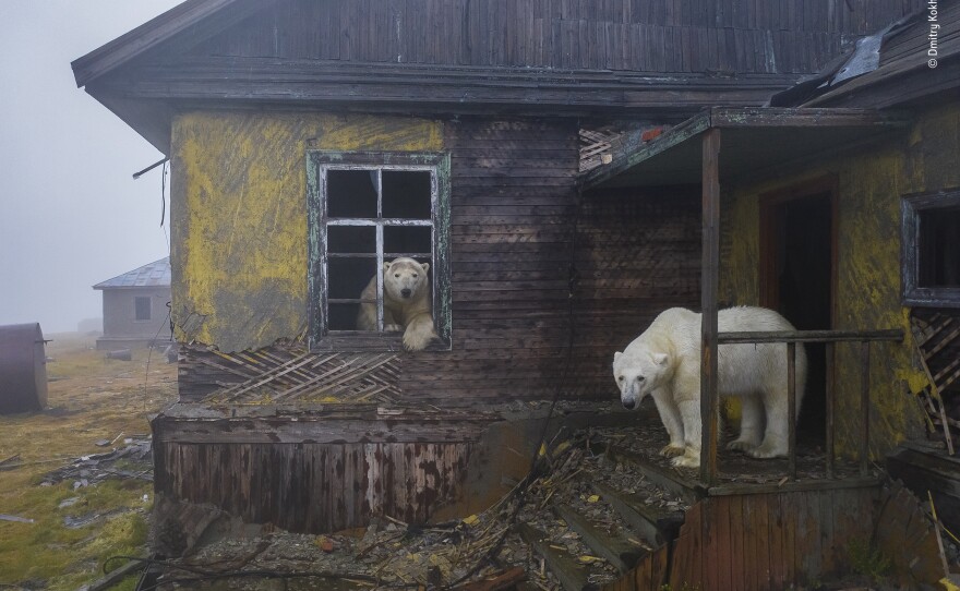 <strong>U</strong><strong>rban Wildlife Winner:</strong><em><strong> </strong>House of bears. </em>Kolyuchin Island, Chukotka, Russia. In the Chukchi Sea region, the normally solitary bears usually migrate further north in the summer, following the retreating sea ice they depend on for hunting seals, their main food.