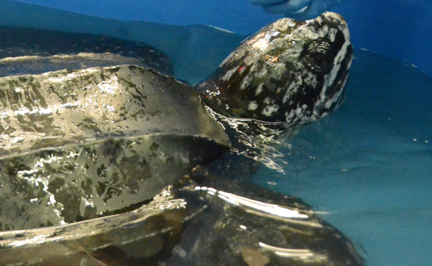 The staff of the Sea Turtle Hospital at the South Carolina Aquarium named a stranded leatherback turtle Yawkey, after the area it was found stranded Saturday.