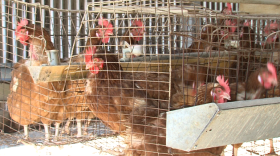 Chickens at this Lakeside egg ranch are supposed to get more room to move under Proposition 2. 