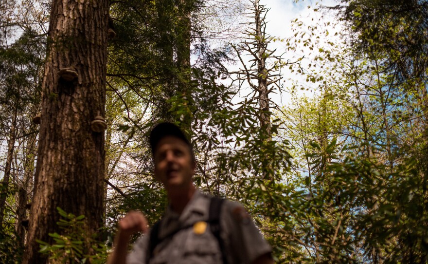 Not every tree can be saved. The tree behind Jesse Webster is the first hemlock he ever treated —and it died. But the old growth hemlock forest surrounding it is considered a success for the park service.