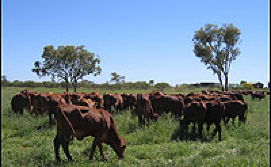 Warrawagine Station is home to more than 20,000 Droughtmaster cattle. The million-mile ranch depends on rainfall to get through the arid summer months, as the majority of the station has a desert-like landscape.