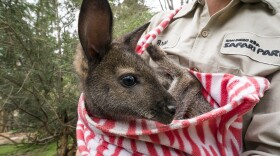 An 11-month-old wallaby joey at the San Diego Zoo Safari Park is shown in this undated photo. 
