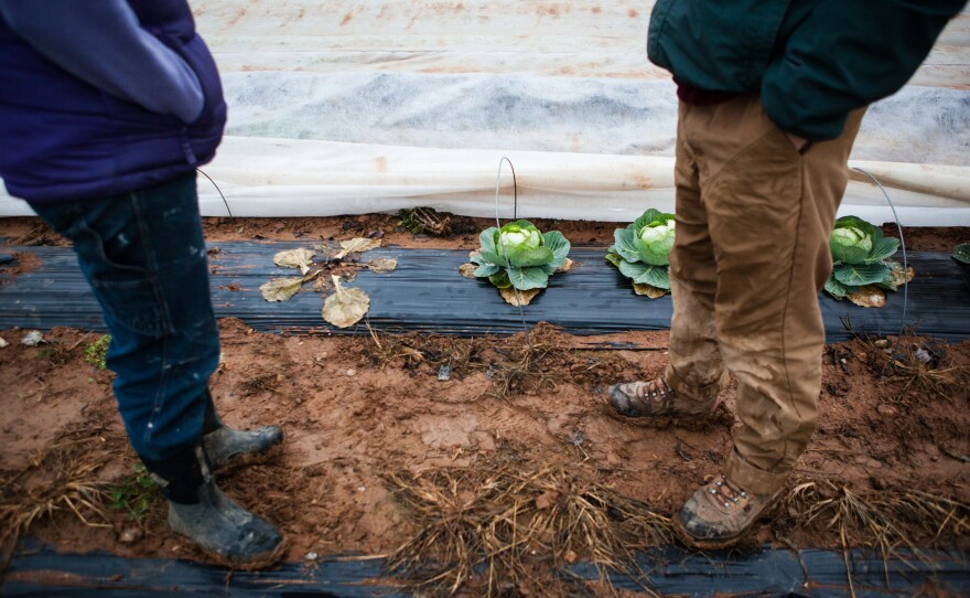 The Guerres grow and harvest crops every week of the year at the Maple Avenue Market Farm.
