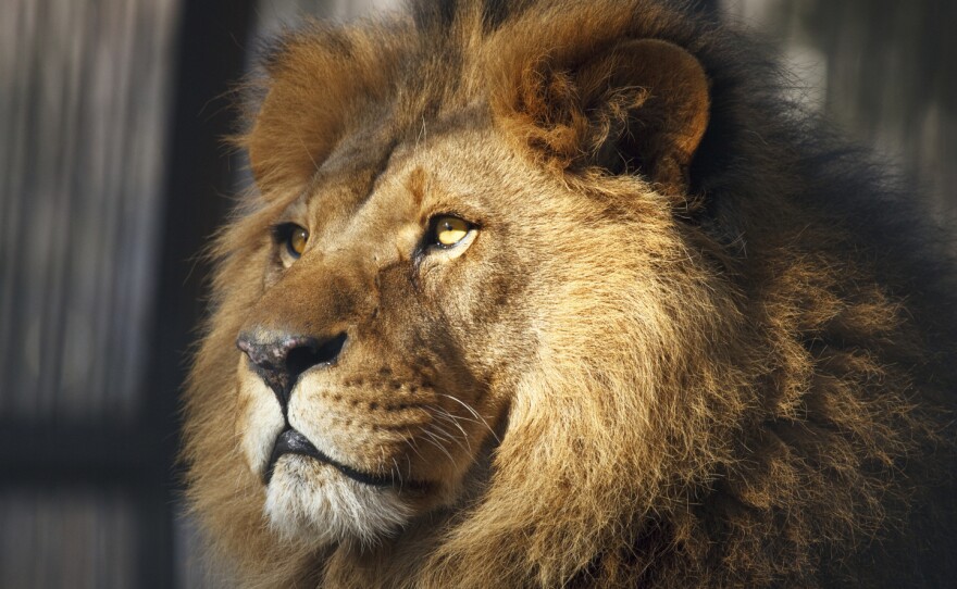Veterinarian Vint Virga says that animals in zoos, like this lion, need to have a bit of control over their environment.