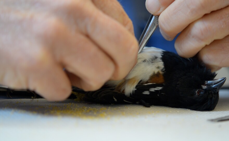 Phil Unitt preparing a specimen for taxidermy so it can be added to TheNAT's collection. July 18, 2012.
