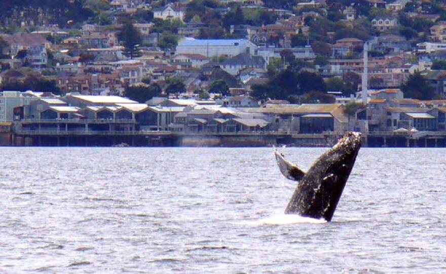 Humpback whale breaching just offshore of the Monterey Bay Aquarium.