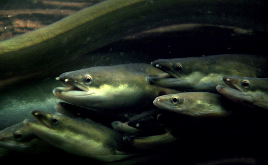 Close up of eel heads, Delaware River, Hancock, New York.