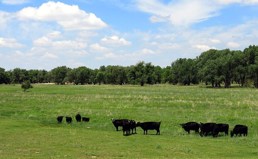 Fox Ranch, outside Yuma County, Colo., is a 14,000-acre nature preserve and working cattle ranch owned by the Nature Conservancy. The ranch is an experiment in planned grazing, which aims to improve soil health and help ranchers' bottom lines.