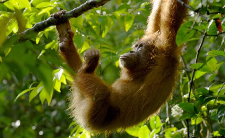 Udin, an orphan orangutan, explores the forest shortly after his release into the Jantho Nature Reserve, Aceh, Sumatra, Indonesia.