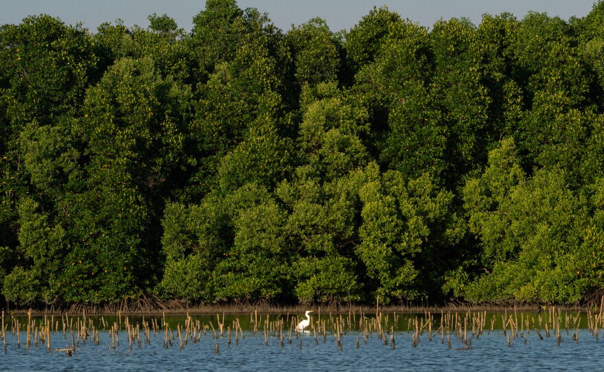 A mangrove forest rises behind the small stalks of recently planted mangrove saplings along the coast of Cambodia near the border with Vietnam.