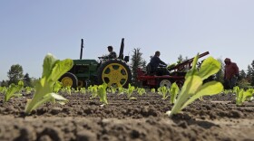 Workers plant romaine lettuce in Puyallup, Washington, Thursday, April 26, 2018