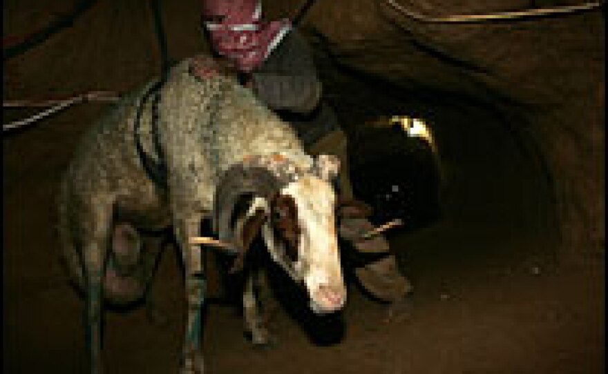A Palestinian smuggler attaches a sheep to a harness to hoist it into the Gaza Strip at the top of a tunnel under the Egypt-Gaza border at Rafah on Dec. 5.
