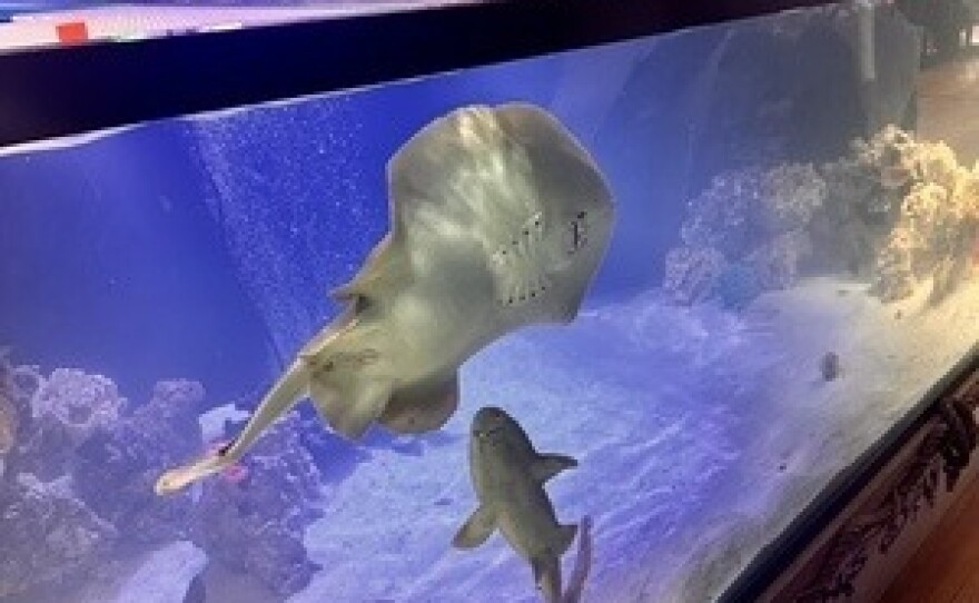 Charlotte the pregnant stingray swims in her aquarium in Hendersonville, N.C.