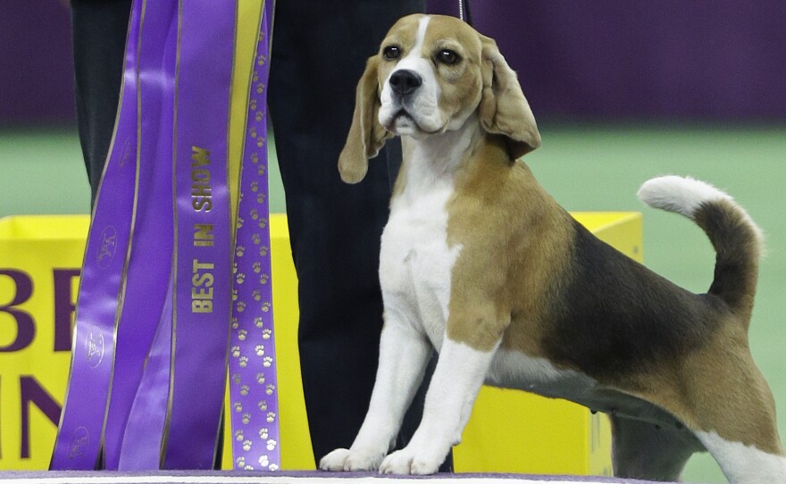 The divine Miss P, a 15-inch beagle, took Best in Show honors at the Westminster Kennel Club dog show Tuesday in New York.