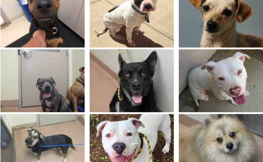 Two Dozen Dogs In San Diego County Remain Unclaimed After July 4th