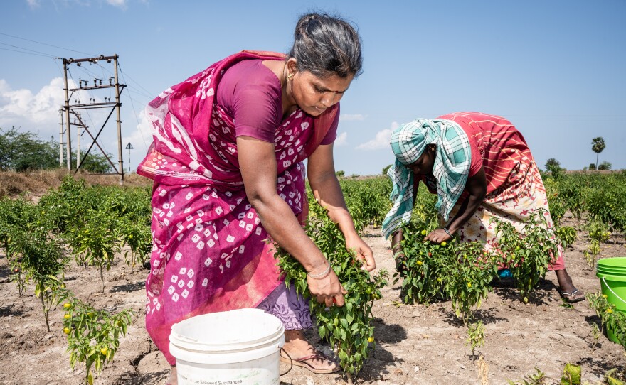 Vasuki, 38, and Victoria, 39, pluck chiles.