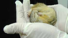 A hibernating 13-lined ground squirrel. They’ve been called medical miracles: People submerged in icy water, or buried in snow, with no breath or heartbeat. They seem dead, yet a fortunate few are revived—thanks to the cold. Now, across the country, ER doctors are intentionally chilling their patients into hypothermia; meanwhile, scientists are hoping that a cocktail of drugs inspired by hibernating animals could one day perform the same "miracles" on demand.
