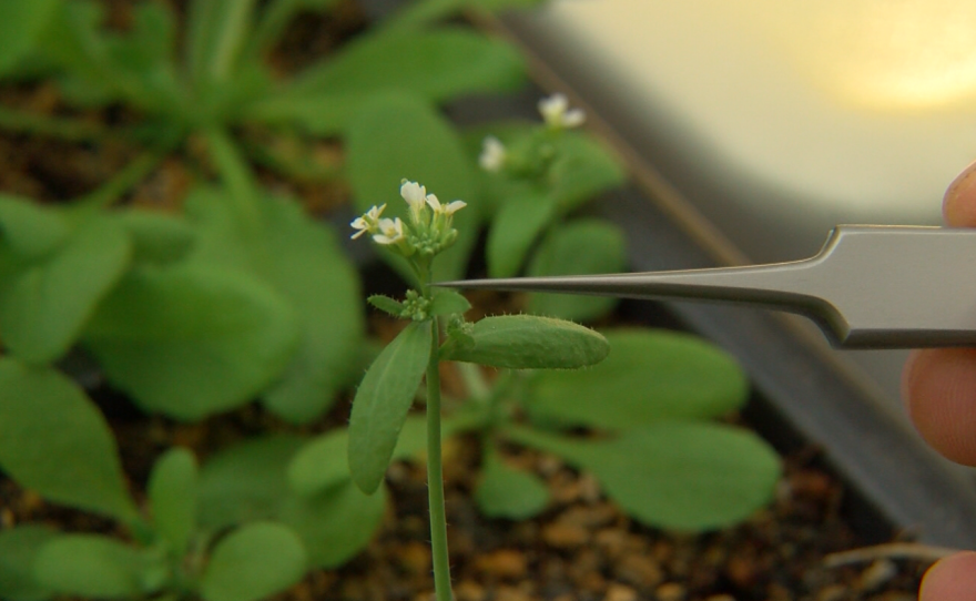 Flowering Arabidopsis plant in Salk Greenhouse, on November 30, 2016.