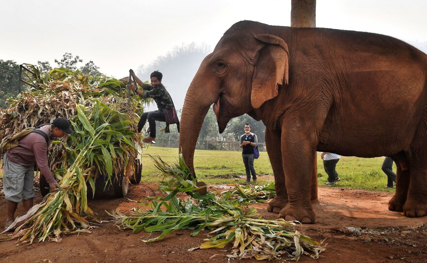 Mahouts feed elephants at the Elephant Nature Park in Chiang Mai in March.