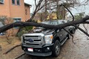 A tree fell on top of a car after rain Sunday night and Monday morning. San Diego, Calif. Jan. 16, 2023.