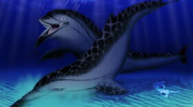 Semirostrum ceruttii may have used its extended lower jaw to feel along the ocean floor for prey. 
